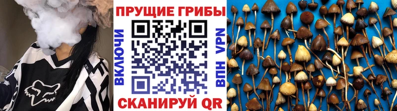 где купить наркотик  Елец  мега зеркало  Псилоцибиновые грибы Psilocybe 